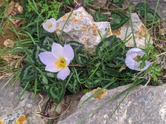 Crocus cancellatus mazziaricus