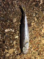 Lagocephalus sceleratus