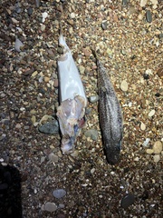 Lagocephalus sceleratus