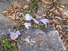 Crocus cancellatus mazziaricus