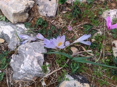 Crocus cancellatus mazziaricus
