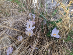 Crocus cancellatus mazziaricus