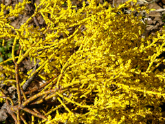 Misodendrum angulatum