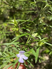 Westringia sericea