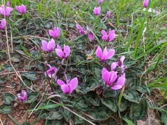 Cyclamen graecum graecum