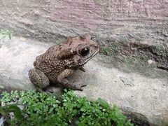 Duttaphrynus melanostictus