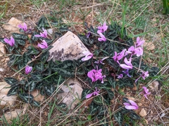 Cyclamen graecum graecum