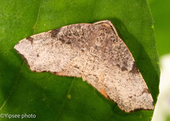 Achrosis rondelaria
