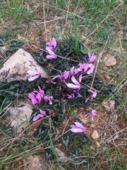 Cyclamen graecum graecum