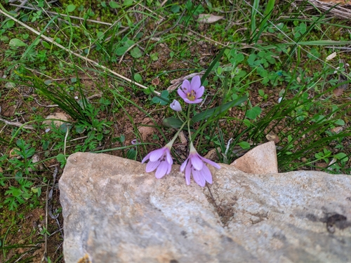 Colchicum cupanii