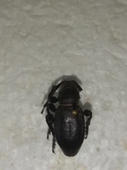 Moneilema semipunctatum