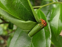 Agomadaranus pardaloides