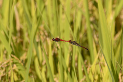 Sympetrum darwinianum