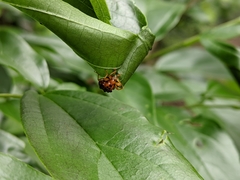 Agomadaranus pardaloides