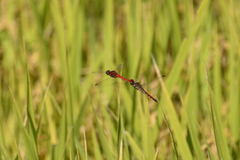 Sympetrum darwinianum