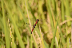 Sympetrum darwinianum