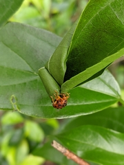 Agomadaranus pardaloides