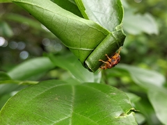 Agomadaranus pardaloides