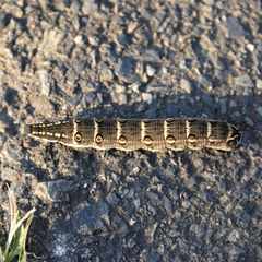 Theretra oldenlandiae