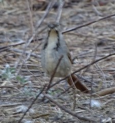 Cichladusa arquata