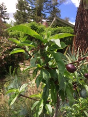 Prunus persica nucipersica
