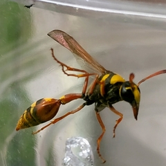 Delta campaniforme campaniforme