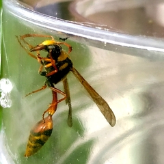 Delta campaniforme campaniforme