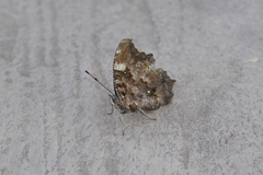 Kaniska canace nojaponicum