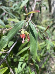 Grevillea linsmithii