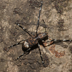 Chirotenon longimanus