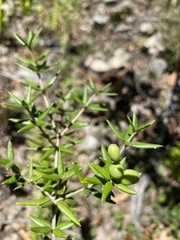 Alyxia ruscifolia