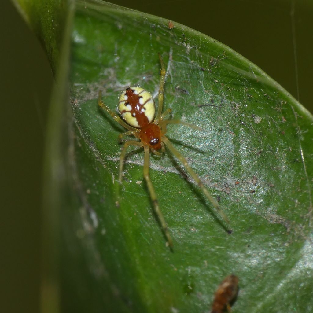 Theridion bicruciatum