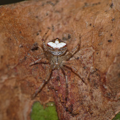 Theridiidae