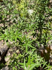Alyxia ruscifolia