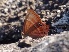 Abisara echerius