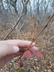 Berberis amurensis
