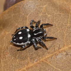 Stenaelurillus guttatus
