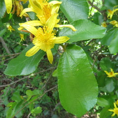 Image of Grewia hexamita