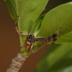 Vicirionessa mustela