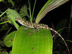 Anolis podocarpus