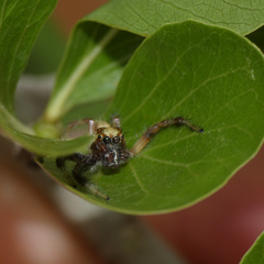 Vicirionessa mustela