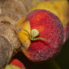 Misumenops rubrodecoratus