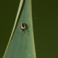 Araneidae