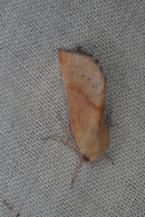 Lissomma postcarneata