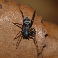 Corinnomma semiglabrum