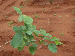 Pterocarpus santalinus