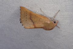 Lissomma postcarneata