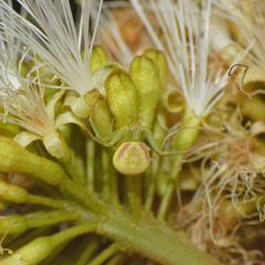 Misumenops rubrodecoratus
