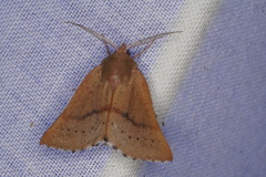 Lissomma postcarneata