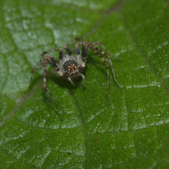 Oxyopes